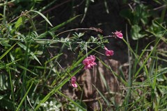 Indigofera punctata