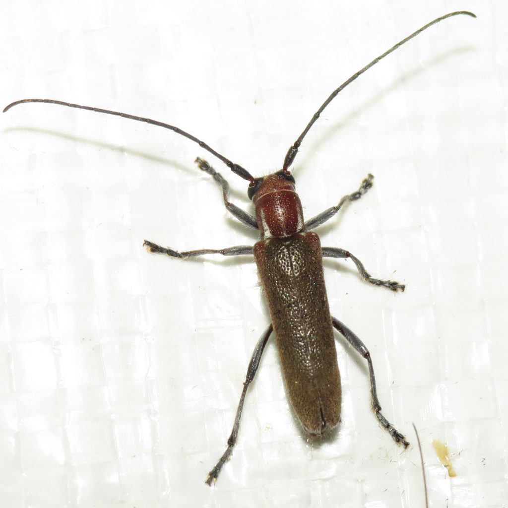 thorn limb borer