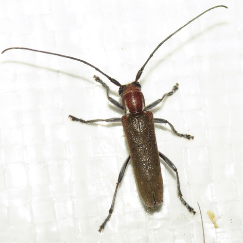Saperda fayi