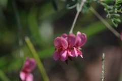Indigofera punctata