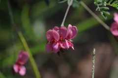 Indigofera punctata