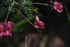 Indigofera punctata
