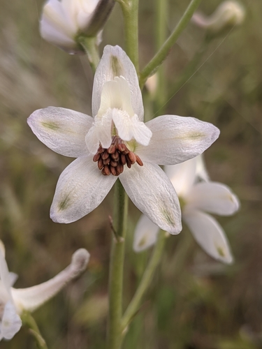 Image of Delphinium gypsophilum by no rights reserved