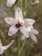 Delphinium gypsophilum