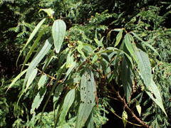 Boehmeria penduliflora image