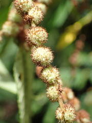 Boehmeria penduliflora image