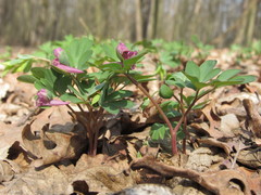 Corydalis intermedia
