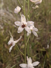 Delphinium gypsophilum