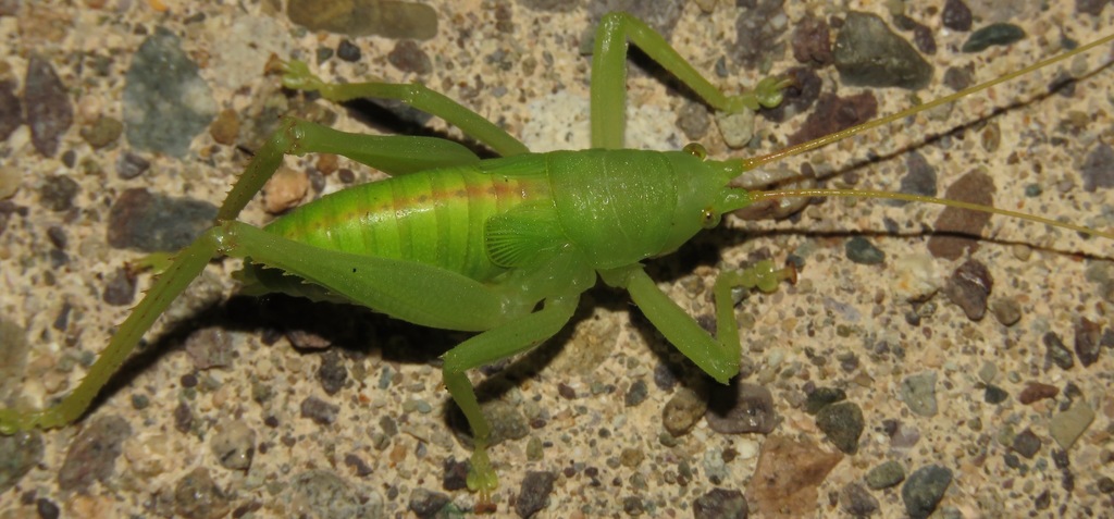 Antillophyllum