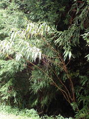 Boehmeria penduliflora image