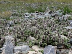 Lagopsis marrubiastrum