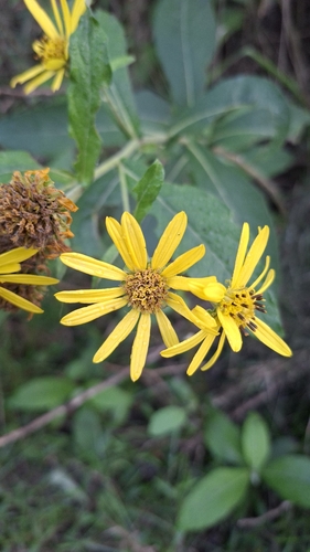 Verbesina subcordata, photograph 1
