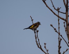 Carduelis carduelis