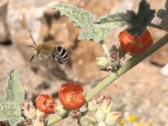 Anthophora californica