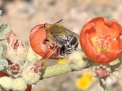 Anthophora californica
