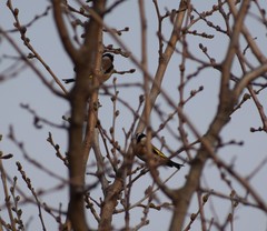 Carduelis carduelis
