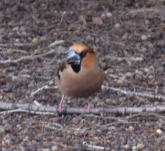 Coccothraustes coccothraustes