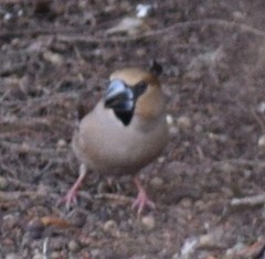 Coccothraustes coccothraustes