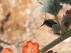 Anthophora californica