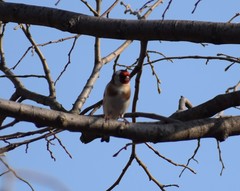 Carduelis carduelis