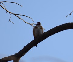 Carduelis carduelis
