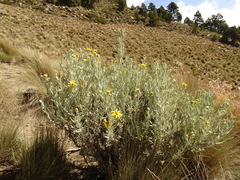 Senecio mairetianus