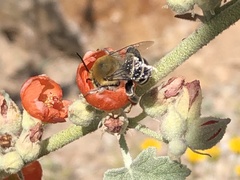 Anthophora californica