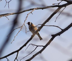 Carduelis carduelis