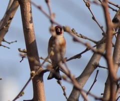 Carduelis carduelis