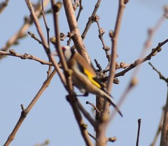 Carduelis carduelis