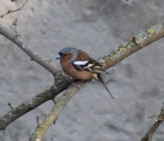 Fringilla coelebs