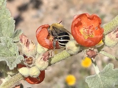 Anthophora californica