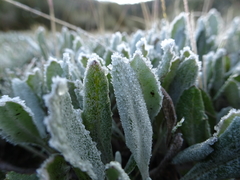 Robinsonecio gerberifolius
