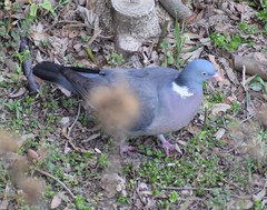 Columba palumbus