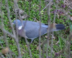 Columba palumbus