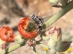 Anthophora californica