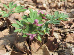 Corydalis intermedia