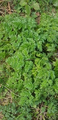Anthriscus sylvestris