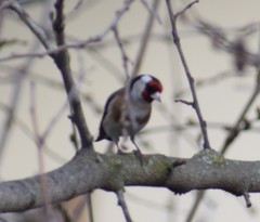 Carduelis carduelis