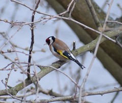 Carduelis carduelis