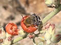 Anthophora californica
