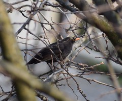 Turdus merula