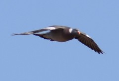 Columba palumbus
