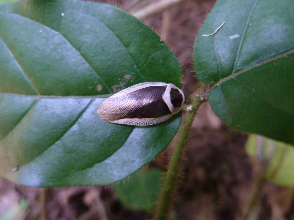 Gyna costalis