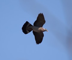 Columba palumbus