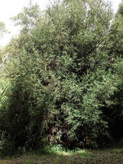 Cryptomeria japonica image