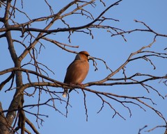 Coccothraustes coccothraustes