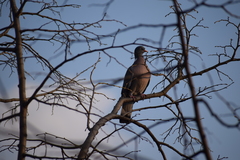 Columba palumbus