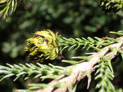 Cryptomeria japonica image