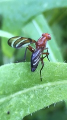 Tritoxa incurva